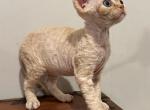 Stitch - Devon Rex Cat For Sale - Philadelphia&comma; PA&comma; US