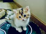 DemiSweetiePie - British Shorthair Cat For Sale - WI&comma; US