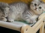 BASIL - Scottish Straight Cat For Sale - New York&comma; NY&comma; US