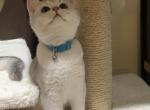 Aramis - British Shorthair Cat For Sale - Philadelphia&comma; PA&comma; US
