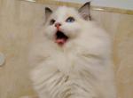 fluffy - Ragdoll Cat For Sale - Los Angeles&comma; CA&comma; US