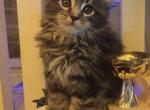Milo - Maine Coon Cat For Sale - Hollywood&comma; FL&comma; US