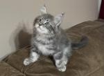 Smokey and Loki - Maine Coon Cat For Sale - Corwin&comma; OH&comma; US