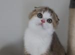 Star - Scottish Fold Cat For Sale - Levittown&comma; PA&comma; US