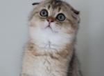 Stella - Scottish Fold Cat For Sale - Levittown&comma; PA&comma; US