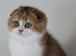 Sienna - Scottish Fold Cat For Sale - Levittown&comma; PA&comma; US