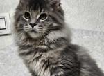 Eva - Maine Coon Cat For Sale - Brighton&comma; CO&comma; US