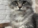 Viola - Maine Coon Cat For Sale - Grayslake&comma; IL&comma; US