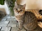 Scott girl 5 - Scottish Straight Cat For Sale - New York&comma; NY&comma; US