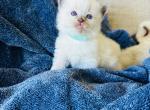 Princess - Ragdoll Cat For Sale - Los Angeles, CA, US