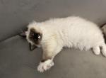 Jewel - Ragdoll Cat For Sale - Mount Vernon&comma; WA&comma; US