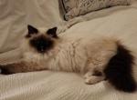 Our cats in their new homes - Ragdoll Cat For Sale - Mount Vernon&comma; WA&comma; US