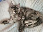 Bella - Maine Coon Cat For Sale - Kingman&comma; AZ&comma; US