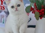 Ellie1 - British Shorthair Cat For Sale - Hollywood&comma; FL&comma; US