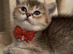 Roma - British Shorthair Cat For Sale - Fort Wayne&comma; IN&comma; US