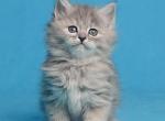 Risha - Siberian Cat For Sale - Grayslake&comma; IL&comma; US