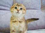 Martin black golden ticked scottish fold baby boy - Scottish Fold Cat For Sale - CA&comma; US