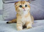 Meri golden shaded cuddly sweet girl - Scottish Fold Cat For Sale - CA&comma; US