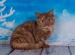 Camila - British Shorthair Cat For Sale - Miami&comma; FL&comma; US