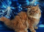 Yaroslava - Persian Cat For Sale - Pembroke Pines&comma; FL&comma; US