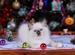 Diamond - Ragdoll Cat For Sale - Miami&comma; FL&comma; US