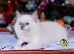 Diva&lowbar; - Ragdoll Cat For Sale - Miami&comma; FL&comma; US