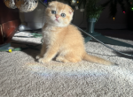 Honey - Scottish Fold Cat For Sale - PA&comma; US
