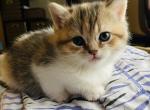 Drew - British Shorthair Cat For Sale - WI&comma; US