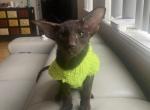 Choco - Oriental Cat For Sale - Brooklyn&comma; NY&comma; US