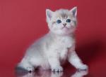 Neo - British Shorthair Cat For Sale - Grayslake&comma; IL&comma; US