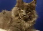 Everest Polydactyl - Maine Coon Cat For Sale - Grayslake&comma; IL&comma; US