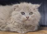 Fawn Scottish kilt male - Maine Coon Cat For Sale - Omaha&comma; NE&comma; US