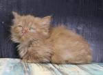 Smoke cinnamon male - Munchkin Cat For Sale - Omaha&comma; NE&comma; US