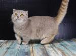 Fawn tabby Scottish kilt female - Munchkin Cat For Sale - Omaha&comma; NE&comma; US