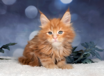 Sinon x Kirito - Maine Coon Cat For Sale - WA&comma; US