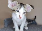 Dante - Oriental Cat For Sale - Pembroke Pines&comma; FL&comma; US
