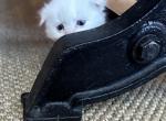 Tank - Scottish Fold Cat For Sale - Denver&comma; CO&comma; US