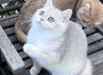 Lilac golden shaded female - British Shorthair Cat For Sale - NY&comma; US