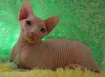 SMILEY FACE - Sphynx Cat For Sale - Abington&comma; PA&comma; US