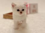 Giga - British Shorthair Cat For Sale - Portland&comma; OR&comma; US