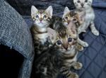 Bengal Babies - Bengal Cat For Sale - Saint Paul&comma; MN&comma; US