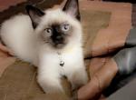 Fiona - Siamese Cat For Sale - Burlington&comma; MA&comma; US