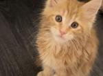 Leo - Maine Coon Cat For Sale - Hollywood&comma; FL&comma; US