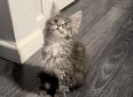 Oliver - Maine Coon Cat For Sale - Hollywood&comma; FL&comma; US