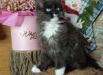 Frida - Maine Coon Cat For Sale - Brighton&comma; CO&comma; US