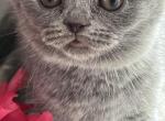 Lilly - Scottish Fold Cat For Sale - Brooklyn&comma; NY&comma; US