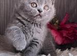 Molly - British Shorthair Cat For Sale - Brooklyn&comma; NY&comma; US