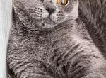 Mimi - British Shorthair Cat For Sale - Brooklyn&comma; NY&comma; US