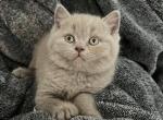 Iris - British Shorthair Cat For Sale - Battle Ground&comma; WA&comma; US