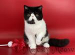 Amor - Exotic Cat For Sale - Yucca Valley&comma; CA&comma; US